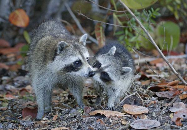 FL, Sanibel, Ding Darling NWR Raccoons kissing